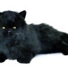 Cats Bocchetta Plush Toys | Bocchetta - Onyx Black Cat Plush Toy 38Cm