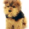 Dogs Bocchetta Plush Toys | Bocchetta - Archie Australian Yorkshire Terrier Plush Toy 28Cm